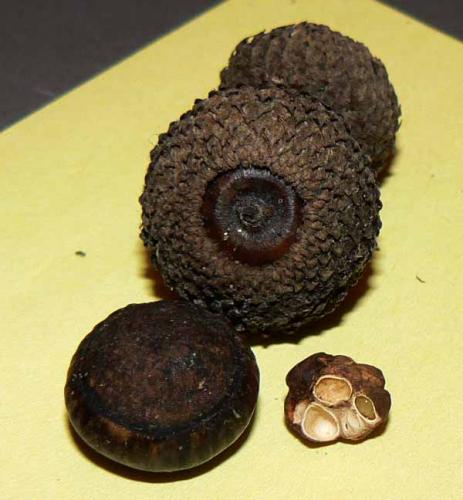 Callirhytis sp.