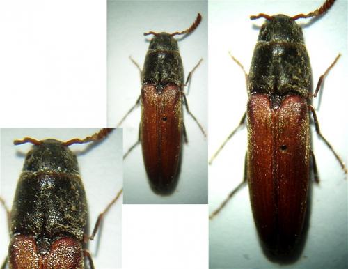 Isorhipis melasoides