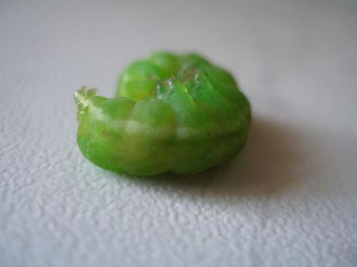 Phlogophora meticulosa