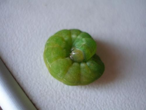 Phlogophora meticulosa