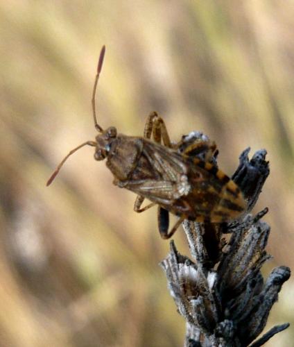 Stictopleurus sp.