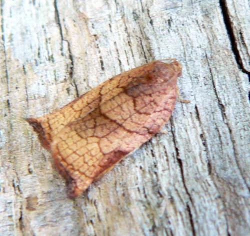 Réf. 26 195 : Archips podana