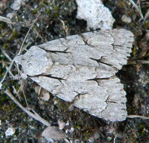 Réf. 26 205 : Acronicta sp.