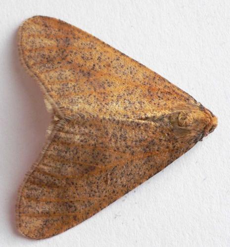 Erannis defoliaria