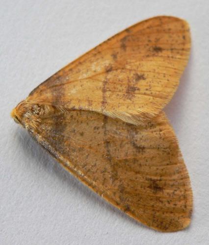 Agriopis aurantiaria