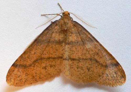 Réf. 26 064 : Agriopis aurantiaria