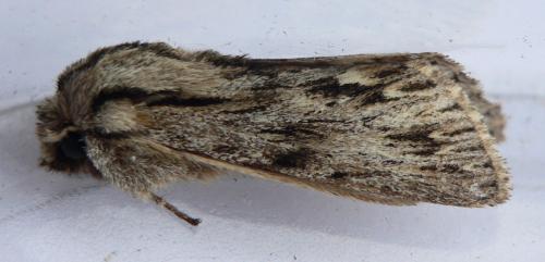 Réf. 26 067 : Asteroscopus sphinx