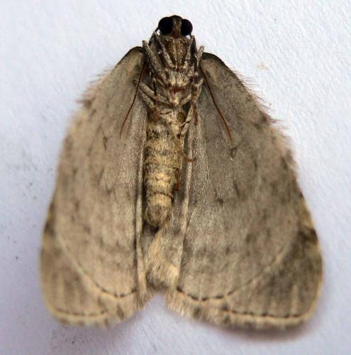 Epirrita sp.