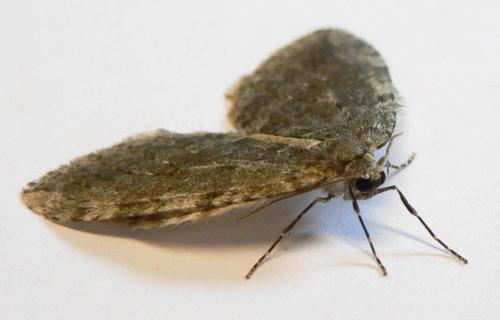 Epirrita sp.