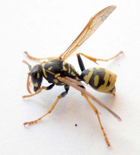 Polistes dominula
