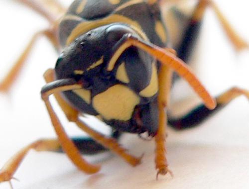 Réf. 26 319 : Polistes dominula