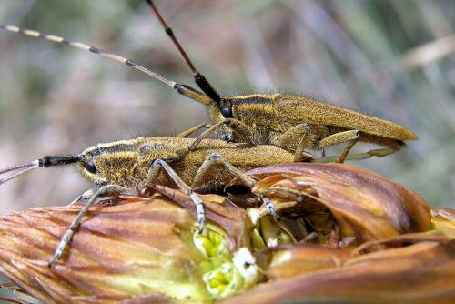 Réf. 26 518 : Agapanthia asphodeli
