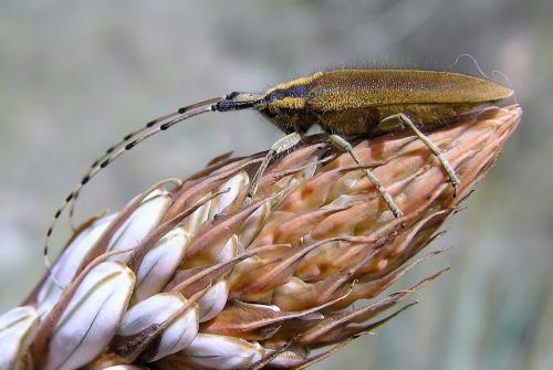 Agapanthia asphodeli