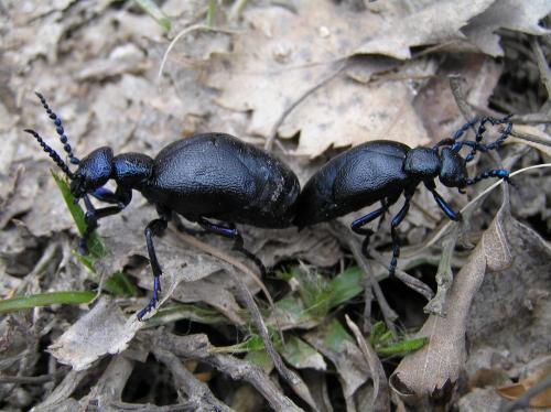 Meloe sp.