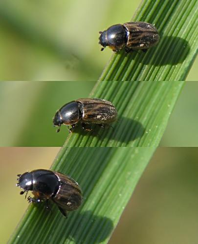 Réf. 26 535 : Melinopterus sp.