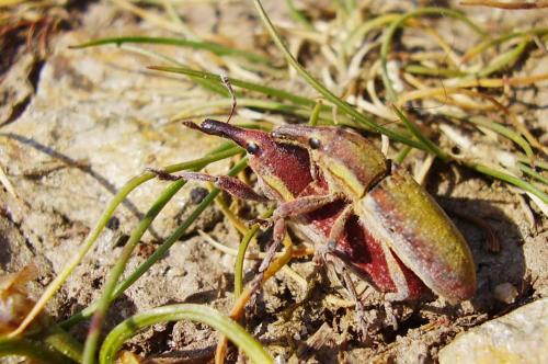 Lixus vilis