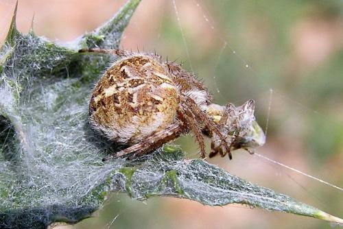Agalenatea redii