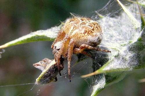 Réf. 26 382 : Agalenatea redii