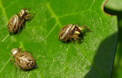 Réf. 26 341 : Heliophanus tribulosus