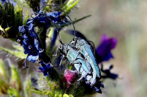Réf. 26 608 : Opsilia coerulescens