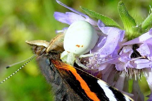 Misumena vatia