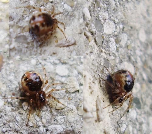 Sardinidion blackwalli