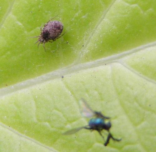 Dictyna uncinata