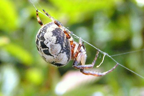 Réf. 26 928 : Larinioides sp.