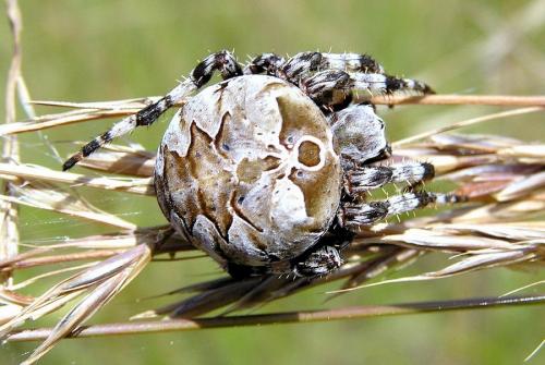 Araneus grossus