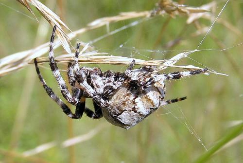 Réf. 26 127 : Araneus grossus