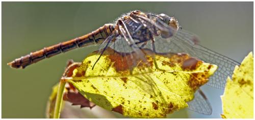 Sympetrum striolatum