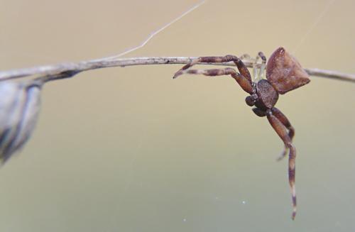 Réf. 26 432 : Pistius truncatus
