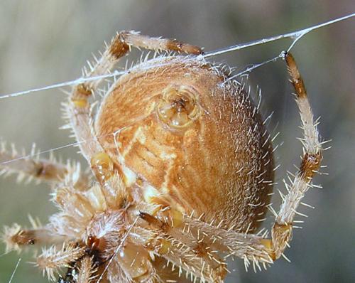 Réf. 26 178 : Araneus pallidus