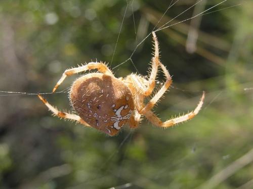 Réf. 26 151 : Araneus pallidus