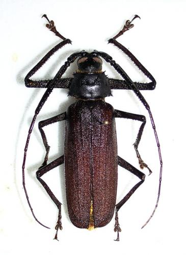 Anomophysis alfura