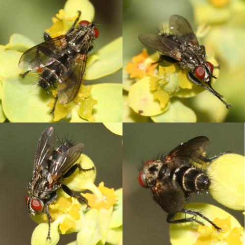 Stevenia sp.
