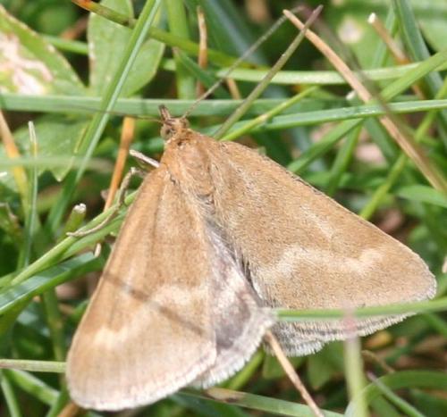 Réf. 26 324 : Pyrausta aerealis