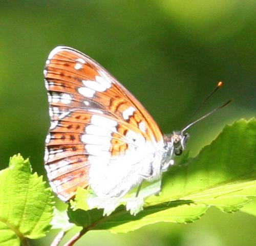 Limenitis camilla