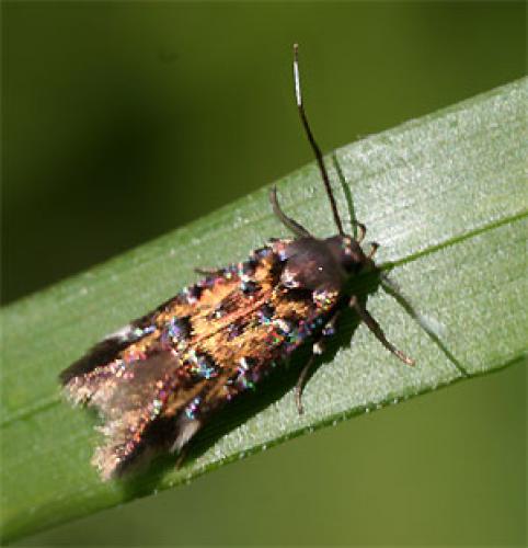 Pancalia leuwenhoekella