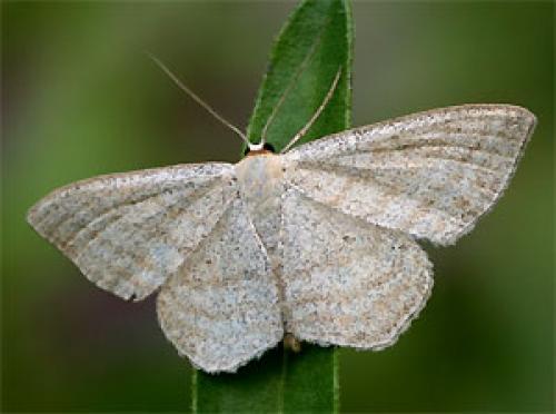 Réf. 26 024 : Scopula virgulata