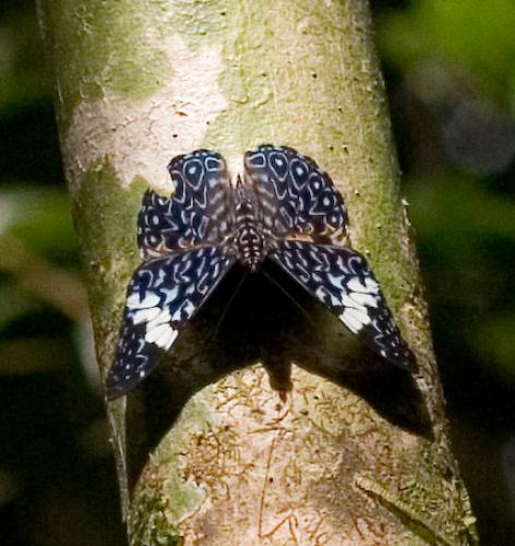 Hamadryas amphimone