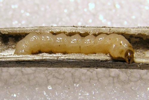 Réf. 26 335 : Agapanthia intermedia