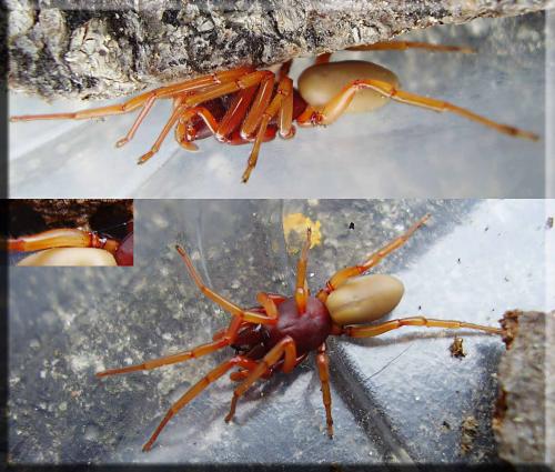 Dysdera crocata