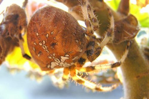Réf. 26 434 : Araneus pallidus