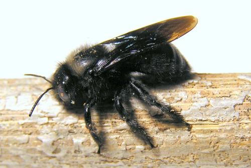 Xylocopa iris