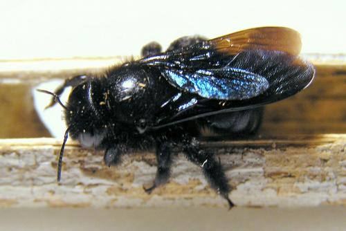 Réf. 26 831 : Xylocopa iris