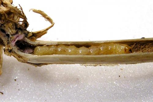 Réf. 26 463 : Calamobius filum