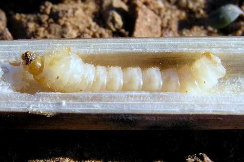 Agapanthia asphodeli