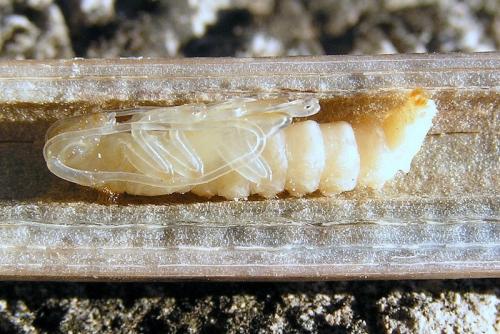 Réf. 26 494 : Agapanthia asphodeli