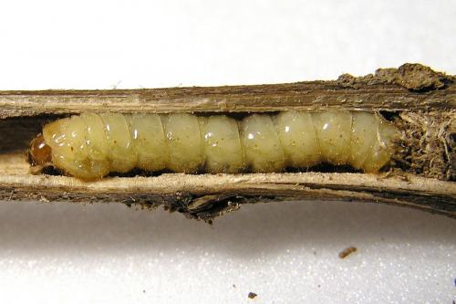 Réf. 26 807 : Agapanthia dahli